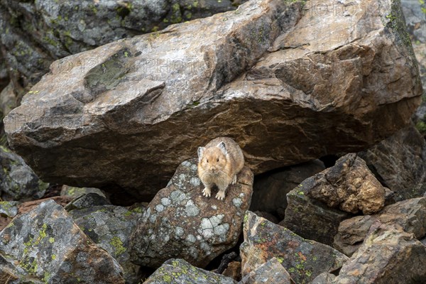 Pika (Ochotona) sitting on rocks