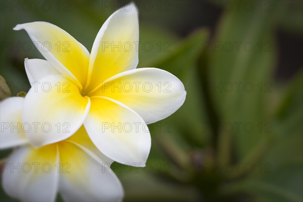 White tropical frangipani (plumeria)