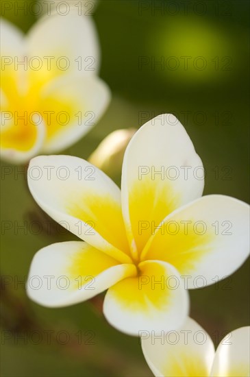 White tropical frangipani (plumeria)