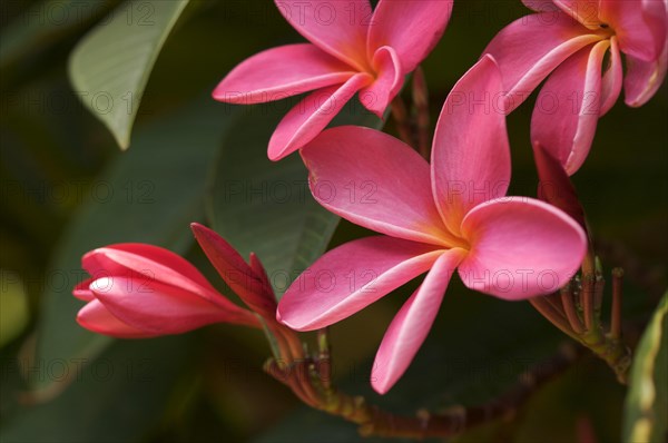 Pink tropical frangipani (plumeria)