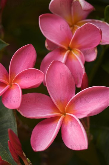 Pink tropical frangipani (plumeria)