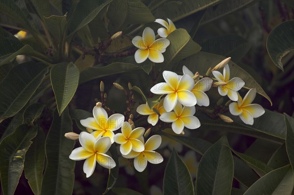 White tropical frangipani (plumeria)