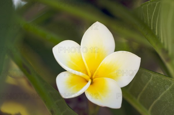 White tropical frangipani (plumeria)