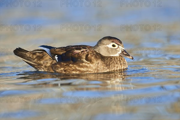 Carolina duck (Aix sponsa) female swimming in water