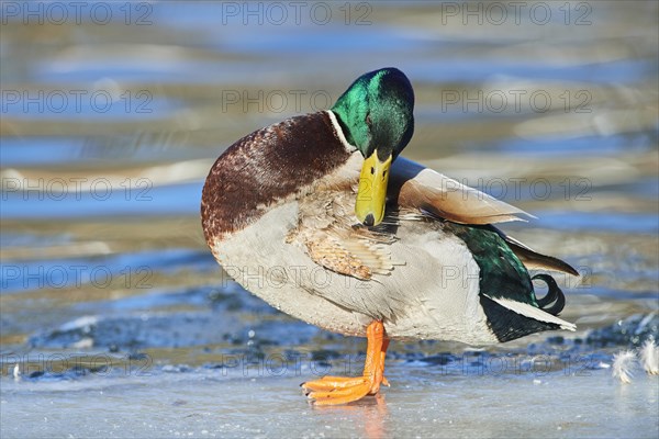 Mallard (Anas platyrhynchos) male standing on a frozen lake