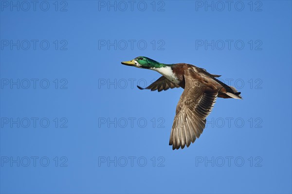 Mallard (Anas platyrhynchos)