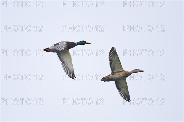 Mallard (Anas platyrhynchos)