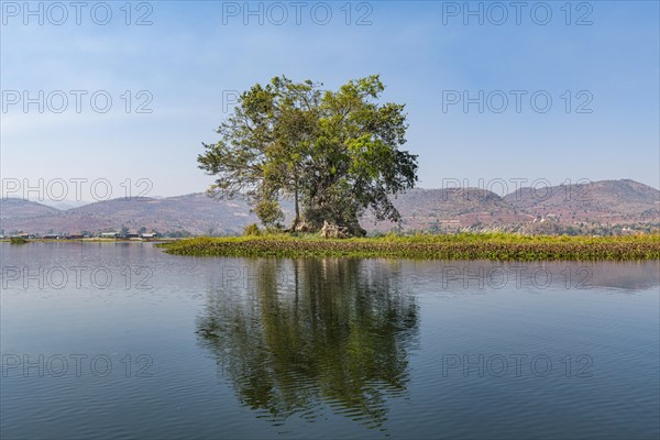 Pagoda overgrown by a tree reflecting in the water