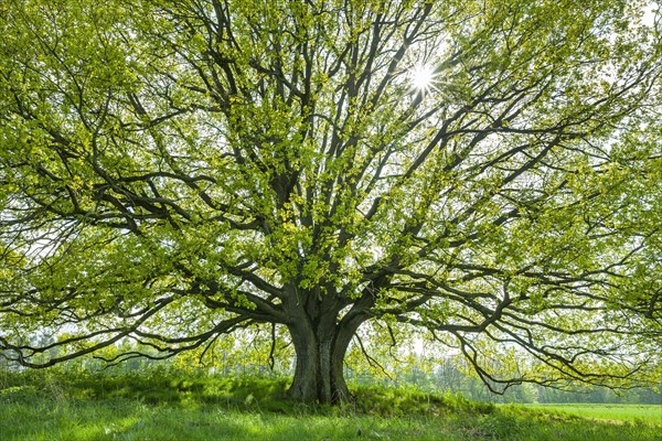 English oak (Quercus robur) in backlight with sunstar