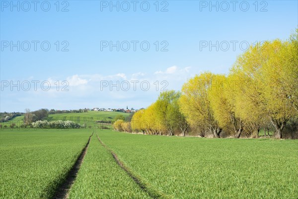 Cultivated landscape