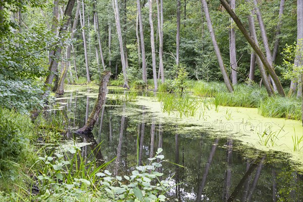 Alder forest in the valley of the river Briese