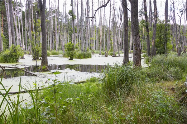 Alder forest in the valley of the river Briese