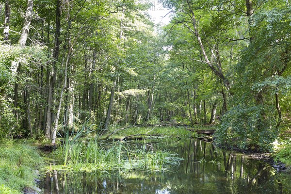 Alder forest in the valley of the river Briese