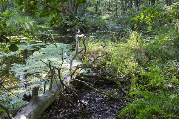 Alder forest in the valley of the river Briese