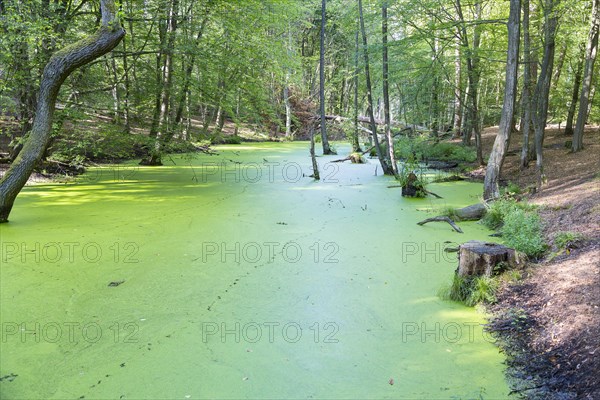 Alder forest in the valley of the river Briese