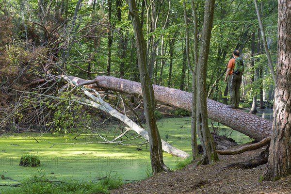 Man standing on fallen tree