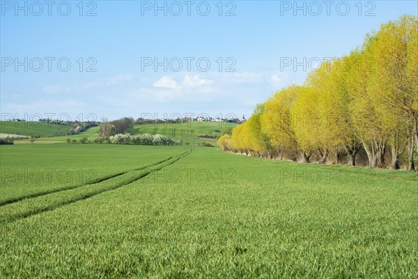 Cultivated landscape
