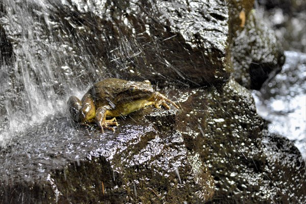 Goliath frog