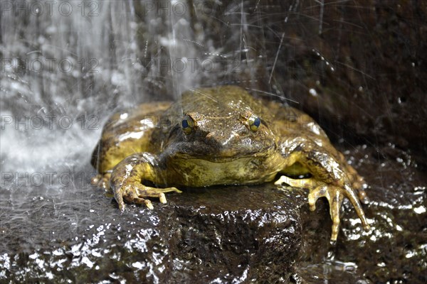 Grenouille Goliath