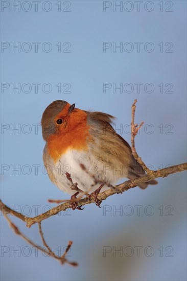 A European robin (Erithacus rubecula) sits fluffed up up on a branch in the winter sun