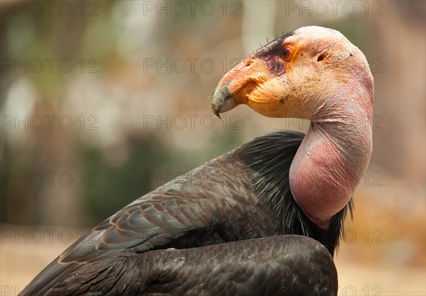 Profile close-up of the endangered california condor