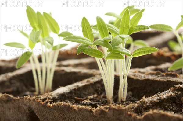 Backlit sprouting plants with white background