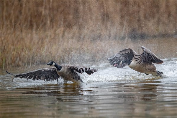 A Canada goose (Branta canadensis) gander chases a rival across the water surface during courtship