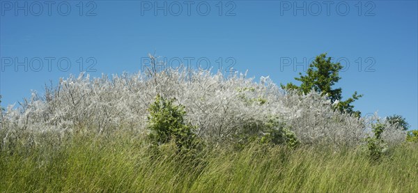 Insect damage by Ermine butterfly (Yponomeutidae) in Ystad