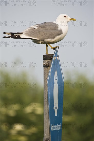 Common gull (Larus canus)