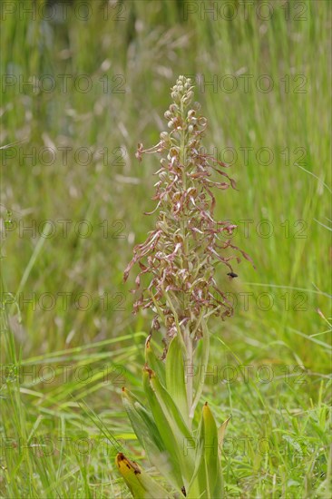 Bocksriemenzunge (Himantoglossum hircinum)