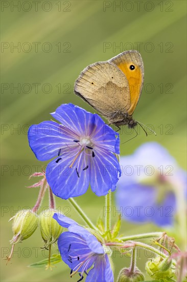 Meadow Brown (Maniola jurtina) on Meadow cranesbill (Geranium) (Geranium pratense) Hesse