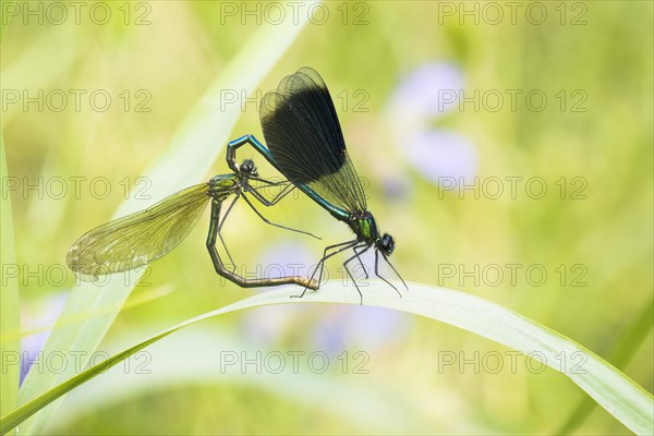 Banded demoiselles (calopteryx splendens)