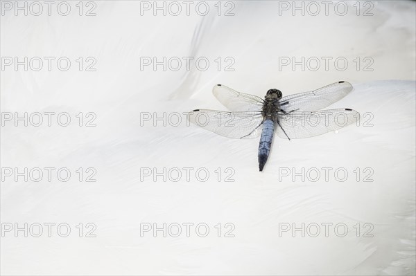 Black-tailed Skimmer (Orthetrum cancellatum)