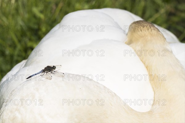 Black-tailed Skimmer (Orthetrum cancellatum)