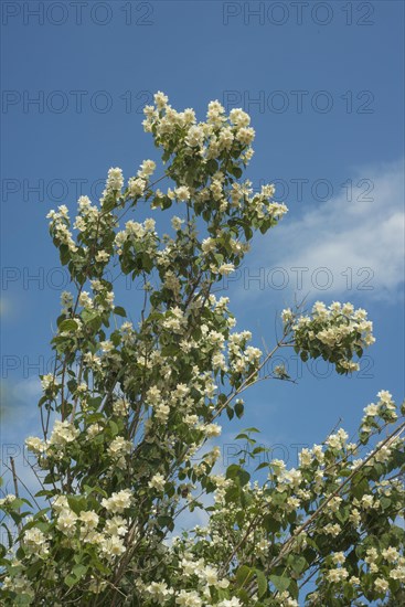 Jasmine flowers in a garden in Ystad