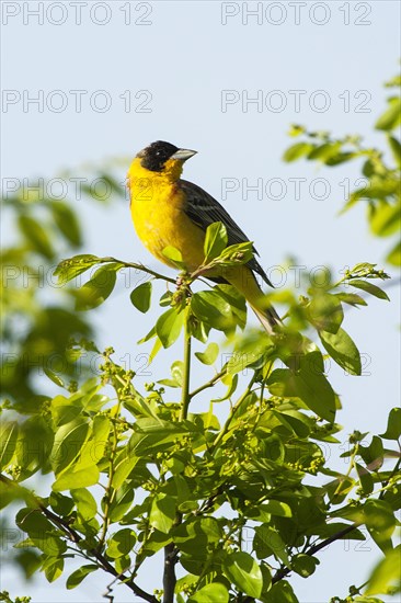 Black-headed Bunting (Emberiza melanocephala) on the singing platform