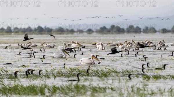 Cormorants (Phalacrocoracidae) and Dalmatian pelicans (Pelecanus crispus) fishing at Lake Kerkini