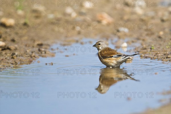 Linnet (Carduelis cannabina)