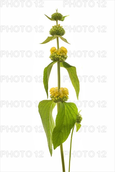 Turkish sage (Phlomis russeliana) on white ground