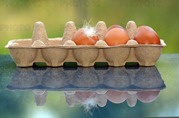 Brown eggs with a down feather in an egg carton