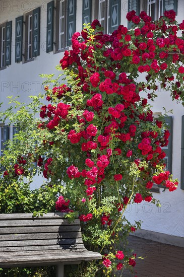 Wild roses (Rosa) at the local museum