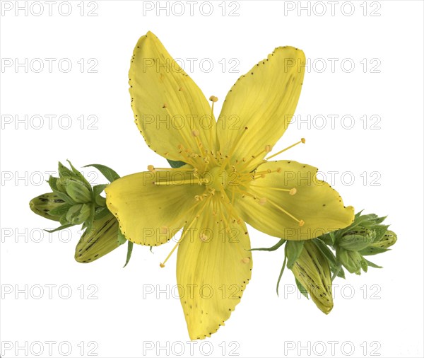 Common St John's wort (Hypericum perforatum)