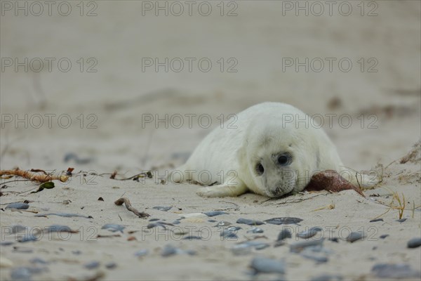 Grey seal (Halichoerus grypus)