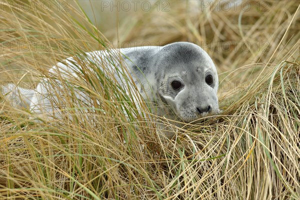 Grey seal (Halichoerus grypus) juvenile after weaning