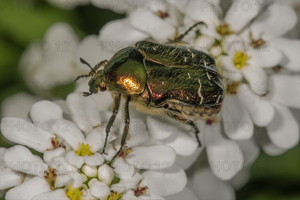 Rose chafer (Cetonia aurata) on Evergreen candytuft (Iberis sempervirens) Baden-Wuerttemberg