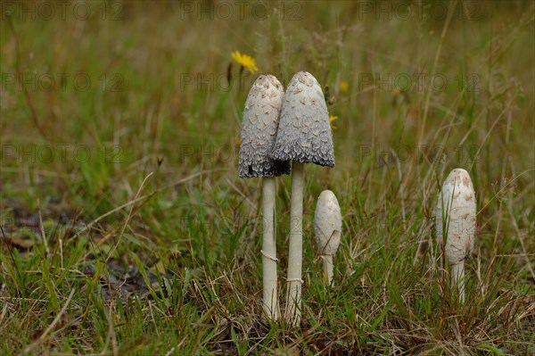 Shaggy ink caps (Coprinus comatus)