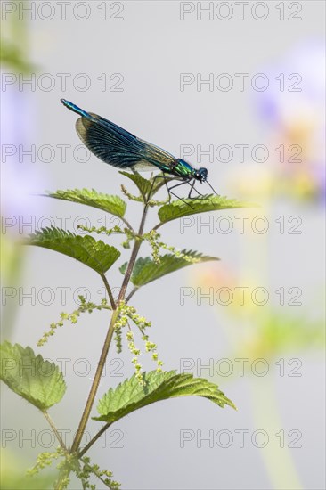 Banded demoiselle (calopteryx splendens)