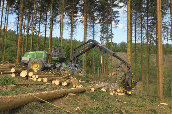 Harvester harvesting spruce infested with Grained spruce bark beetle (Cryphalus abietis)