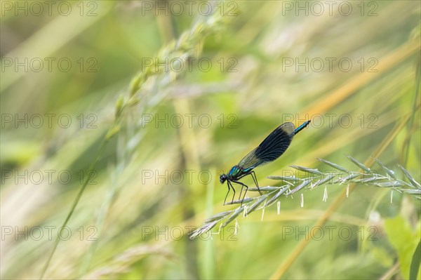 Banded demoiselle (calopteryx splendens)