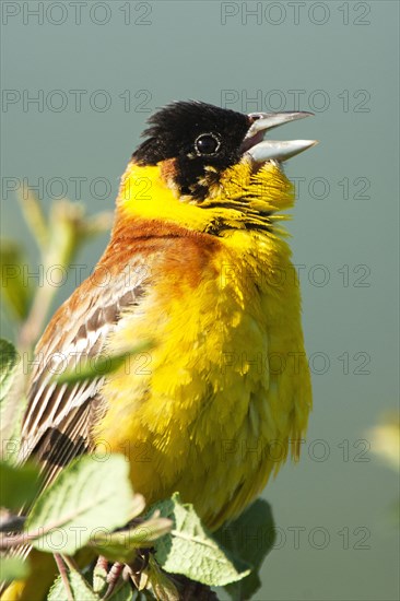 Black-headed Bunting (Emberiza melanocephala) on the singing platform